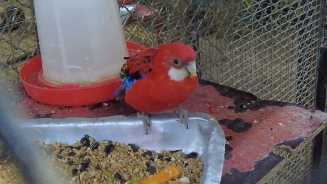 Абаканский ЗООПАРК. Кафе Baskin Robbins. смотреть онлайн