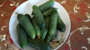 Огурцы в Сибири. Сорта. Сроки посева и высадки в грунт. Борьба с болезнями. Чем подкормить.