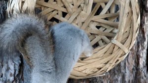 Как живут белки, где не растут орехи\How do squirrels live, where nuts don't grow