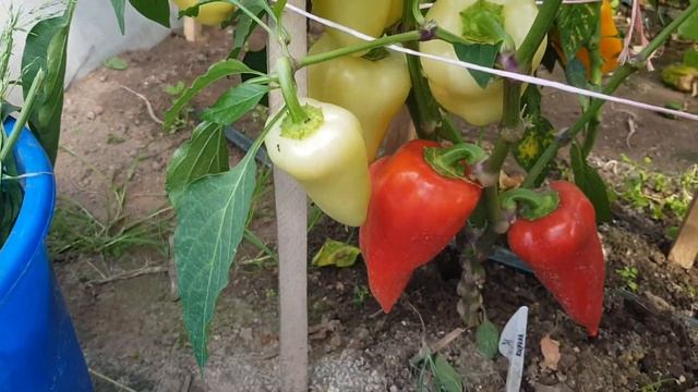 Перец Кирилл 21.08.22 смотреть онлайн