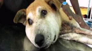 У собаки опухла морда с одной стороны: причины