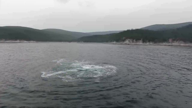 Самое крутое в мире место для наблюдением за китами