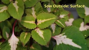 Perilla Growing Guide (Shiso, Purple Mint) by GardenersHQ