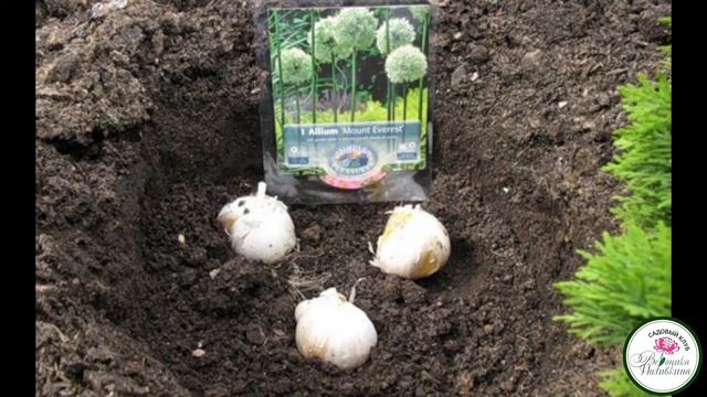 ДЕКОРАТИВНЫЙ ЛУК В САДУ смотреть онлайн