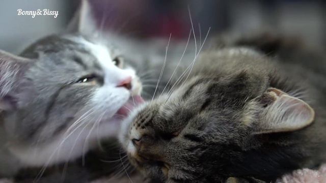 Самые милые котята на свете. Кошачья нежность не знает границ
