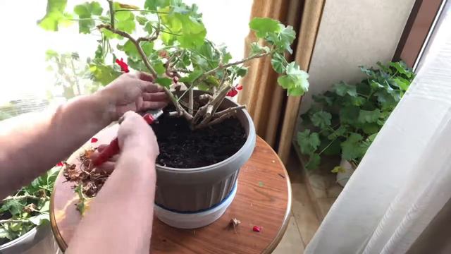 35. Омолаживаю старую герань (пеларгонию) смотреть онлайн