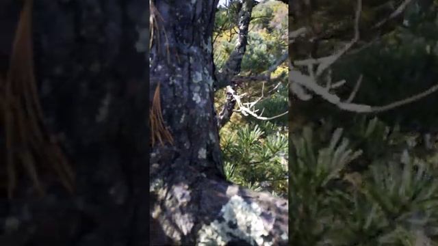 Кедровник. Красота! смотреть онлайн