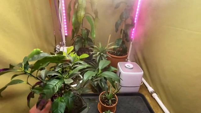 Growbox своими руками смотреть онлайн