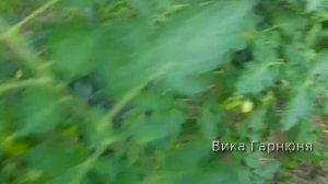 Гибрид и сорт томат Колибри