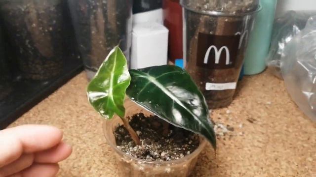 #115 Jak szybko rośnie Alocasia Polly? Kiełkowanie i przyrost Alokazja Polly. смотреть онлайн