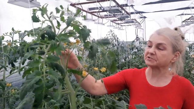 Чудо средство для завязи! Пользуюсь много лет и завязь 100% смотреть онлайн