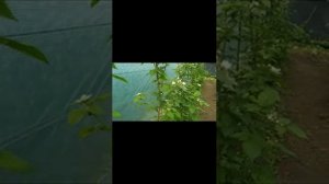 Потенциал урожайности сортов ежевики, фаза цветения Тайберри, Карака, Джамбо, Небеса, Валдо ...