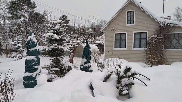 Сетка для защиты Хвойных растений от весеннего солнца. Эксперимент. смотреть онлайн