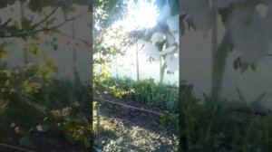 Как узнать плодоношение по цвету черешни и вишни