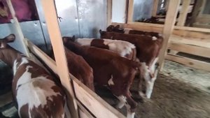 бычки на продажу симменталы