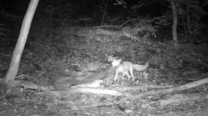 фотоловушка в лесу