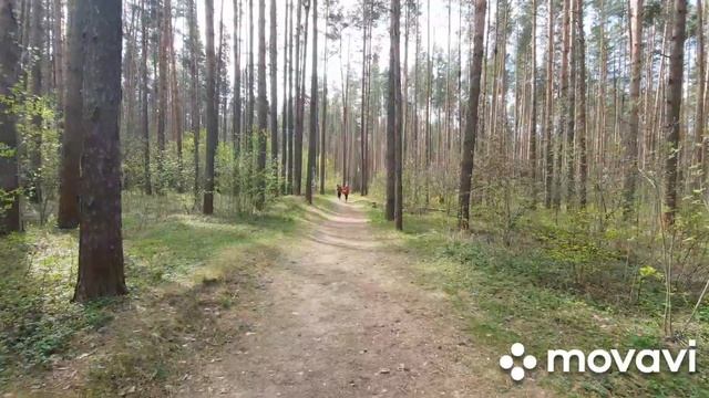Тренировка лыжников. 06.05.2021г. смотреть онлайн