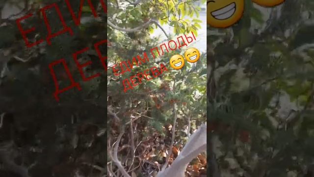 Интересное дерево в Крыму - земляничник мелкоплодный или бесстыдница ) смотреть онлайн