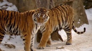 [NX10] Tigers in the Seoul Grand Park