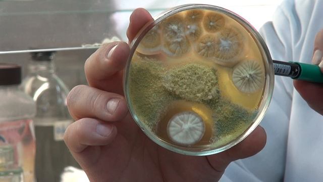 ТРИХОДЕРМА И МЕТАРИЗИУМ || Взаимодействие грибов. Результаты лабораторного опыта. смотреть онлайн