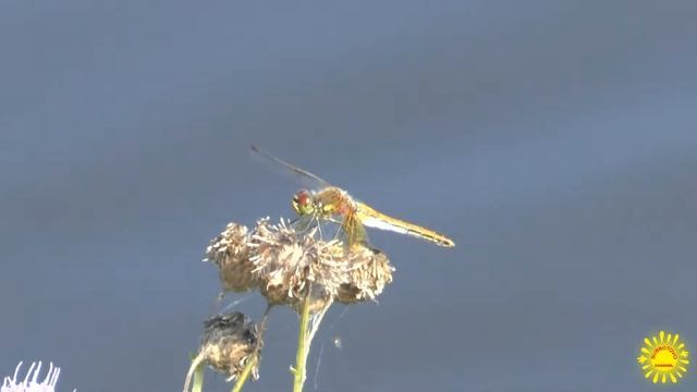 Что делает стрекоза? Ваши варианты ) смотреть онлайн