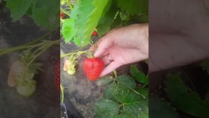 клубника сорт капри,плодоношение,краткий обзор.