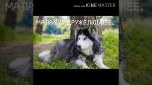 Немецкая овчарка против аляскинского маламута.