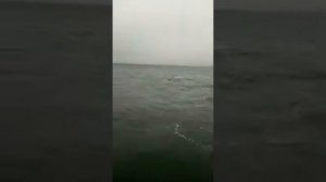 Касатки играют с шхуной