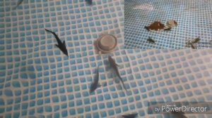 #1 Знакомство, с 3 минуты видео про УЗВ со стерлядью