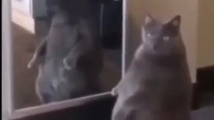 кот впервые посмотрел на себя в зеркало