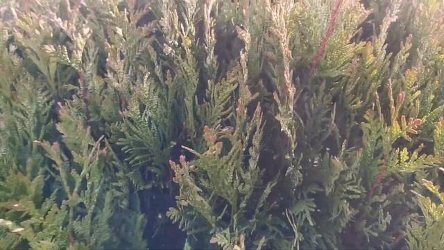 Туя складчатая Корник 1 шар (Kornik Pa) - 2 видео смотреть онлайн