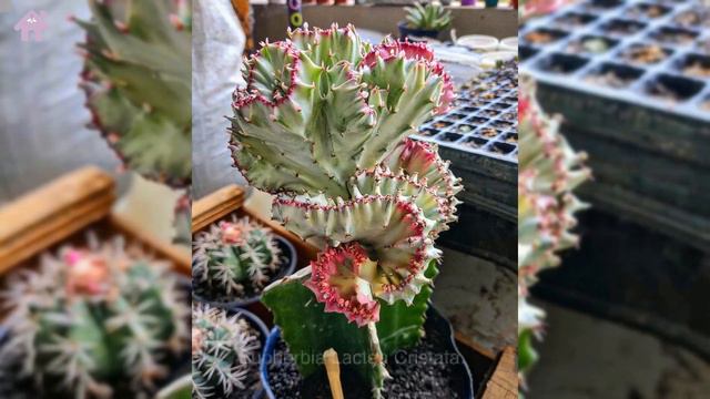 30 Unusual Succulents And Cacti For The Modern Gardener