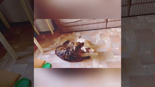 #животные #питомцы #зверята #любимыеживотные