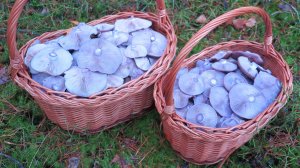 ГРИБОЧКИ ПОД МОИ НОГОТОЧКИ – Грибники нашли грибное место, сплошь усыпанное фиолетовыми грибами
