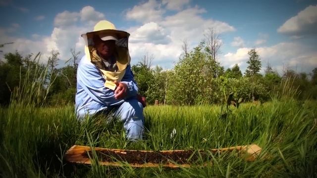 Заготовка пчелиного подмора смотреть онлайн