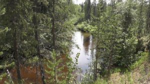 На берегу реки в лесу. Пение птиц. Сказочная тайга. On the riverbank in the forest. Birdsong