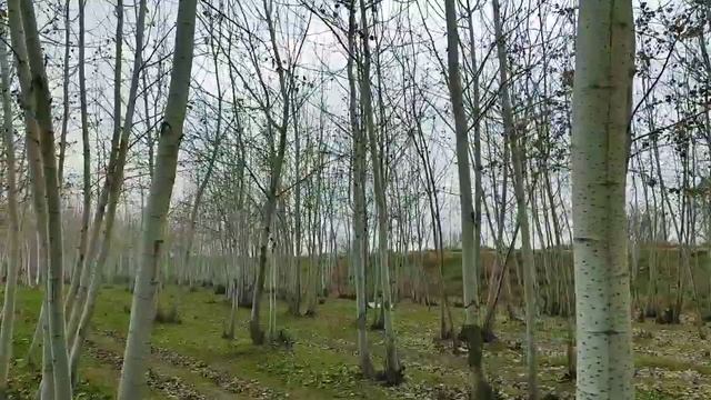 7-9-ФЕВРАЛЬ КУЧАГА ЧИҚМАНГ ОБ-ХАВО КЕСКИН ЎЗГАРАДИ ХАЛҚ ОГОХ БЎЛИНГ