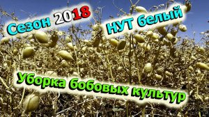 Тонкости при уборки нута / Настройка комбайна на обмолот