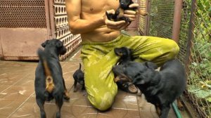 ягдтерьер - щенки полтора месяца