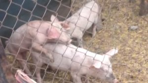 Хряк в любом возросте хряк))))))