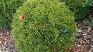 Туя западная Даника (thuja occidentalis danica danica) ? обзор: как сажать, саженцы туи Даника
