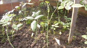 ПОДГОТОВКА ЧЕРЕНОЧНИКА К ЗИМОВКЕ.ЧЕРЕНКИ В ОТКРЫТОМ ГРУНТЕ ЗИМОЙ.