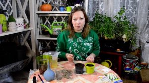 Сеем лук эксибишн на рассаду. Когда и как сеять? Правильное выращивание и посев лука