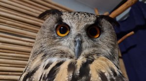 Yoll's stream сычуем вечерочек с котом и филином