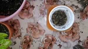 Сингониум. Моя коллекция. Пересадка, уход. Мучнистый червец на сингониумах.