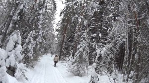 Отличие следа рыси от волчьего