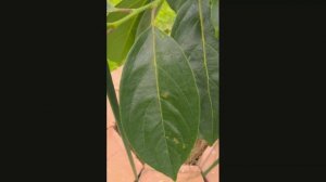 Повреждённые ствол и листья хурмы Хачия (вредители и болезни)