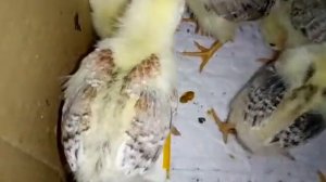 Как выглядит курица Загорская лососевая в детстве. Отличия курочки от петушка.