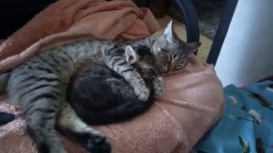 Котики спят