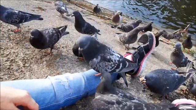 Голуби смотреть онлайн